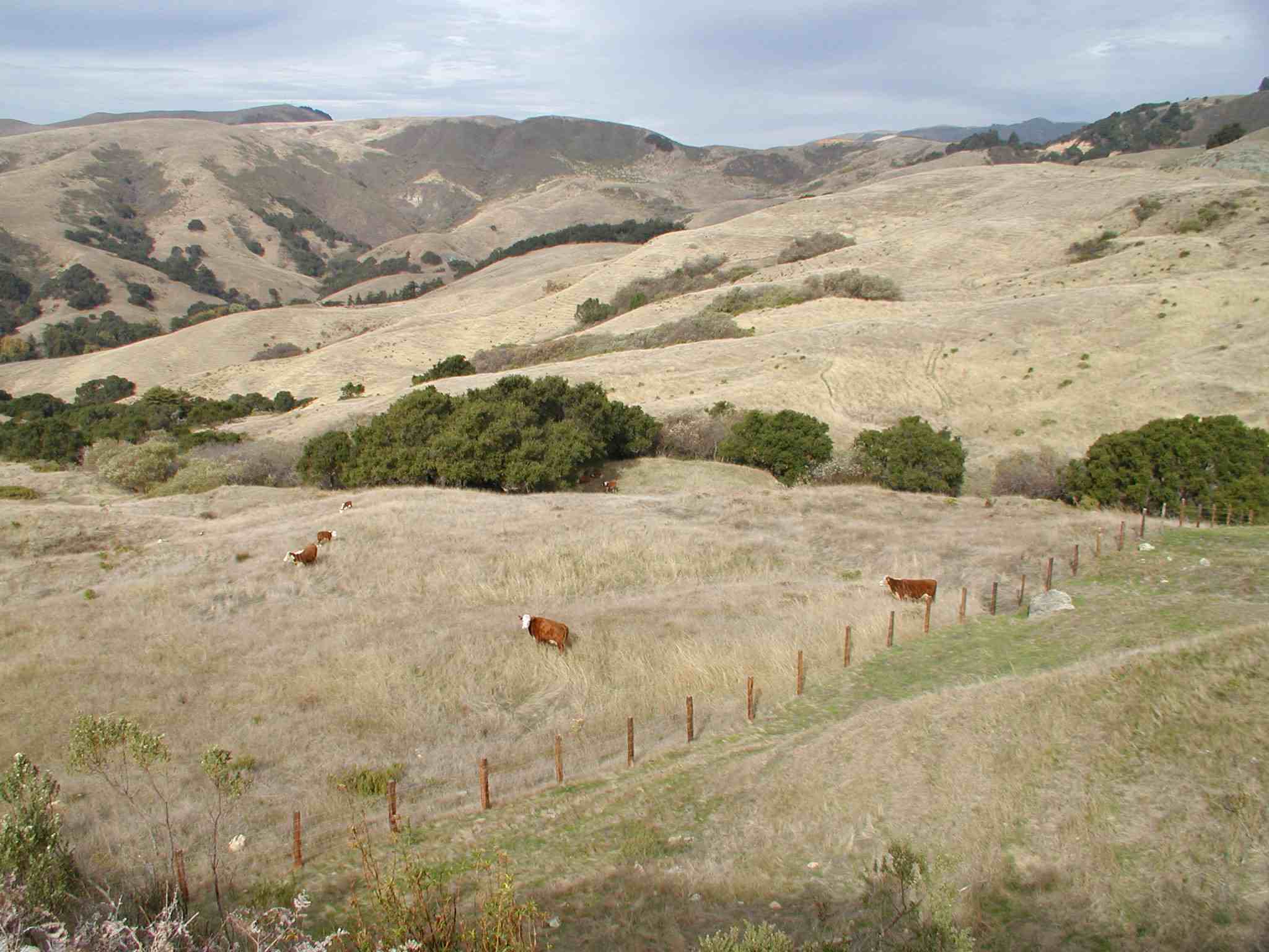 big sur cows.jpg